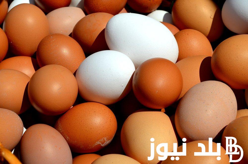 “البيضة بكام؟” سعر البيض اليوم الاربعاء 20 مارس 2024 في الاسواق المحلية