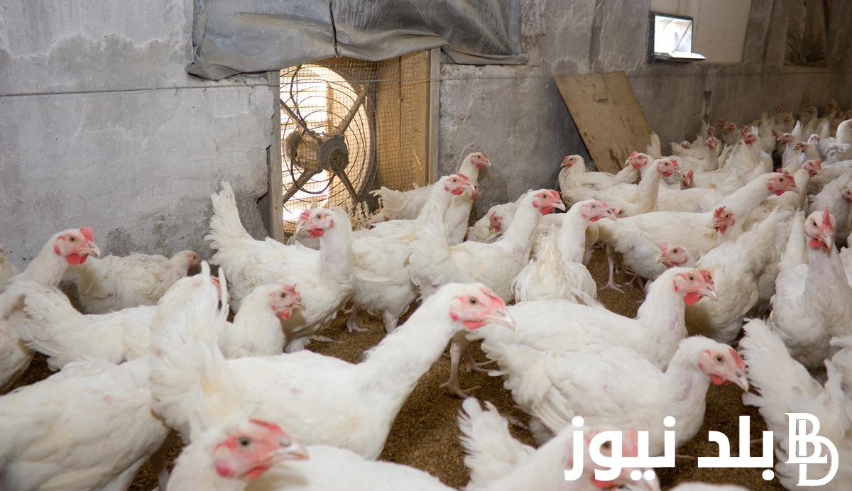 “الساسو و البلدي” بورصة الدواجن اليوم الفراخ البيضاء السبت 16 مارس 2024 في الاسواق للمستهلك