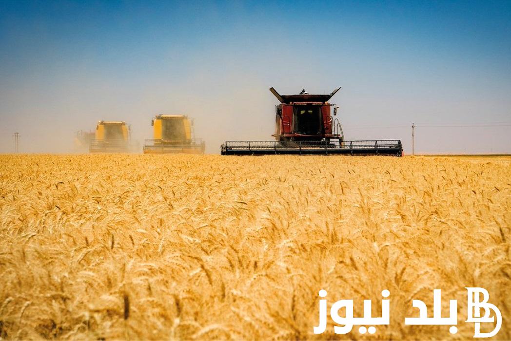 اعرف دلوقتي.. كم سعر القمح عالميا 2024 في موسم الحصاد و مساحة مصر المزروعة