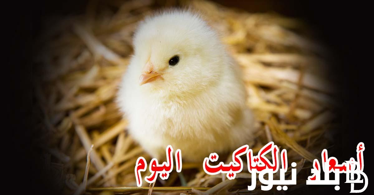 كم سعر الفراخ الصغيره؟ تعرف علي اسعار الكتاكيت اليوم السبت 2 مارس 2024