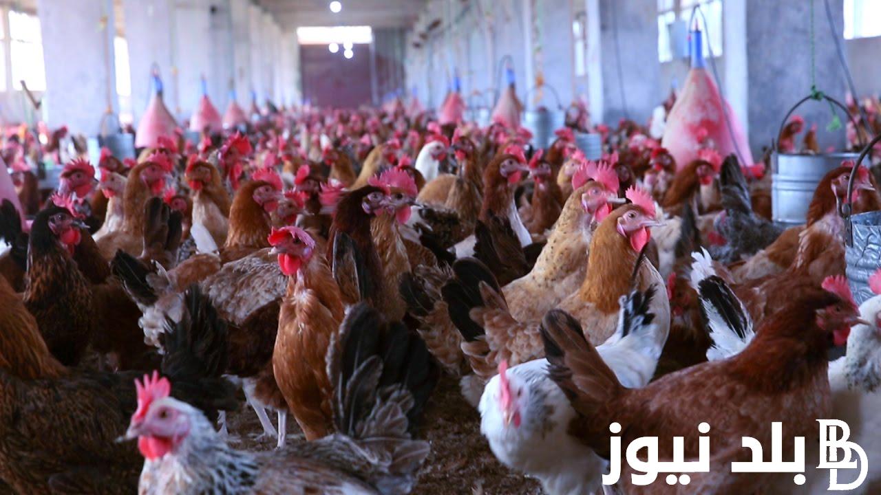 “استقرت الفرخة” بورصة الدواجن اليوم الفراخ البيضاء السبت 23 مارس 2024 وفي الاسواق المحلية