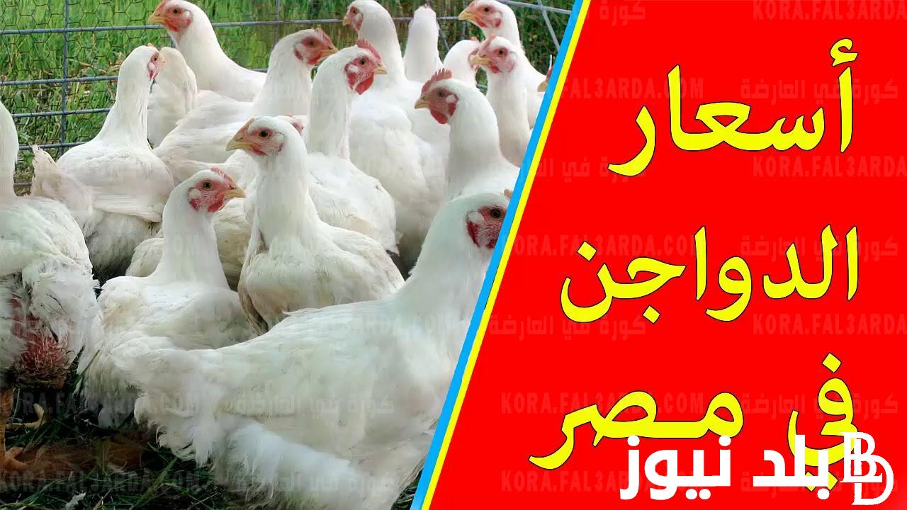 الفراخ بكام؟.. أسعار بورصة الدواجن اليوم السبت الموافق 30 مارس 2024 في مصر