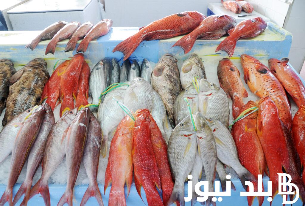 ” بوري وبلطي ” اسعار السمك اليوم الثلاثاء 5 مارس في جميع الأسواق المصرية للمستهلك