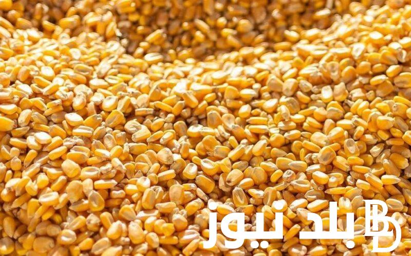 الاردب بكام؟.. سعر طن الذرة الصفراء اليوم الخميس 7 مارس 2024 في الاسواق