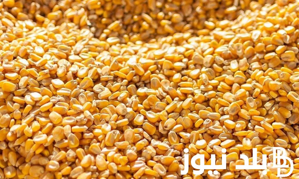 “الرفيعة و العويجة” سعر طن الذرة الصفراء اليوم السبت 16 مارس 2024 في السوق المصرية