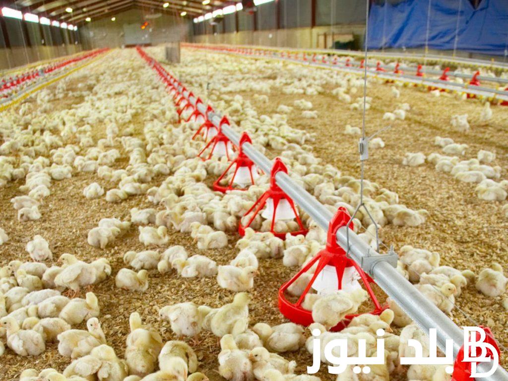 بورصة الدواجن اليوم الفراخ البيضاء الاحد 10 مارس 2024 في الاسواق