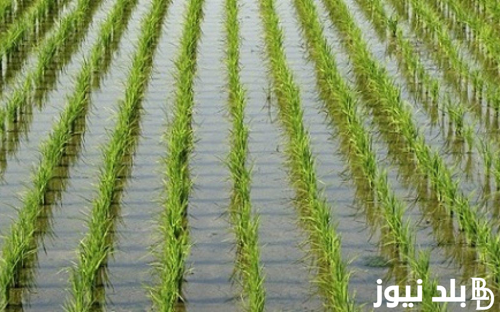كم سعر طن الأرز الشعير اليوم الثلاثاء 26 مارس 2024 حسب التسعيرة التي قررتها الحكومه المصرية