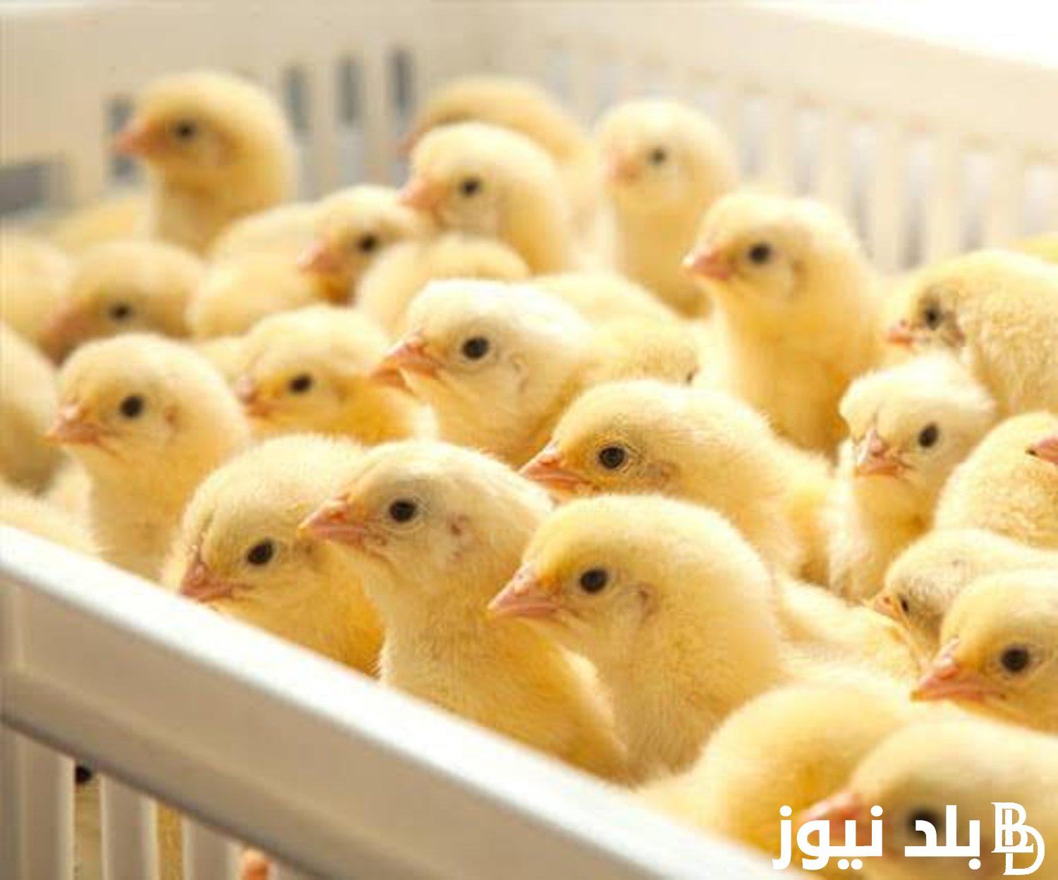 الكوكو بكام؟.. اسعار الكتاكيت البيضاء اليوم الاثنين 8 ابريل 2024 في المحلات التجارية والشركات