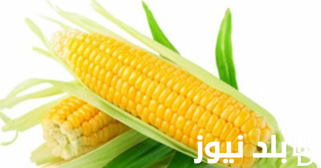 سعر طن الذرة الصفراء اليوم الاثنين 8 ابريل 2024 في الاسواق المصرية