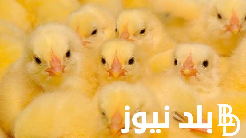 وصل كام؟.. اسعار الكتاكيت البيضاء اليوم الثلاثاء 30 ابريل 2024 في الاسواق والشركات