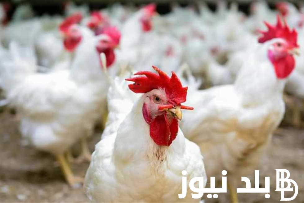 بكام الفراخ النهاردة؟.. بورصة الدواجن اليوم الفراخ البيضاء الخميس 18 ابريل 2024 في جميع الاسواق