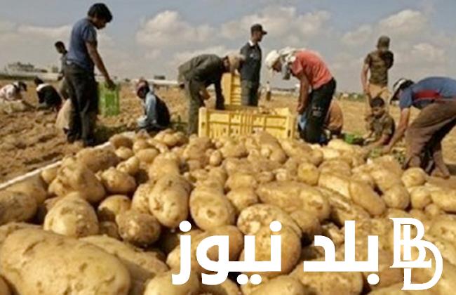 اسعار البطاطس اليوم الاحد 28 ابريل 2024 فى سوق العبور وجميع الاسواق المصريه