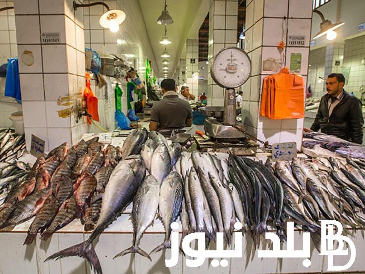 البلطي بكام انهاردة؟.. أسعار السمك اليوم الخميس 25 ابريل 2024 للمستهلك في الاسواق المصرية