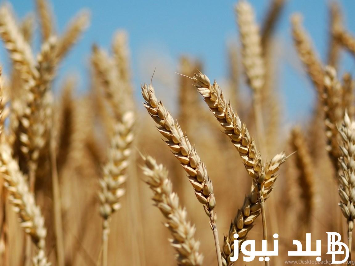 “الروسي، المستورد” سعر أردب القمح اليوم الخميس 18 ابريل 2024 للمُستهلك في جميع الأسواق المصرية