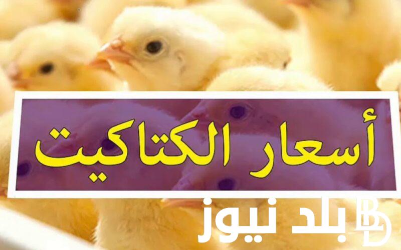 “الكتكوت وصل كام؟” اسعار الكتاكيت اليوم الأربعاء 17 ابريل 2024 في بورصة الدواجن في مصر