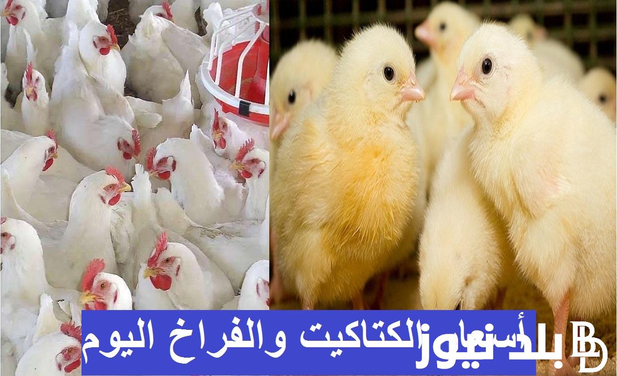 اسعار الكتاكيت البيضه اليوم الاحد 14 ابريل 2024 جميع الشركات للمستهلك في الاسواق