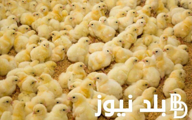 “هبوط اجباري” سعر الكتكوت الابيض اليوم الاربعاء 3 ابريل 2024 تنفيذًا لمبادرة الاتحاد العام لمُنتجي الدواجن