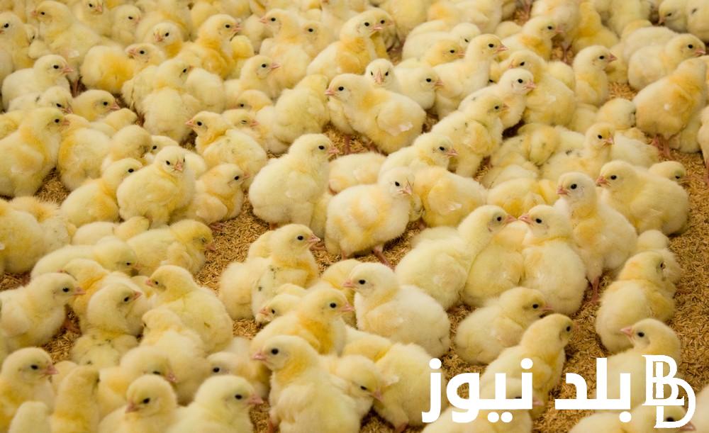 ما هو سعر الكتكوت الابيض اليوم الثلاثاء 2 أبريل 2024 في جميع الشركات