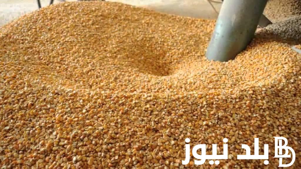 “الشيكارة على كام؟” اسعار الاعلاف اليوم الاحد 28 ابريل 2024 في مصر للمستهلك