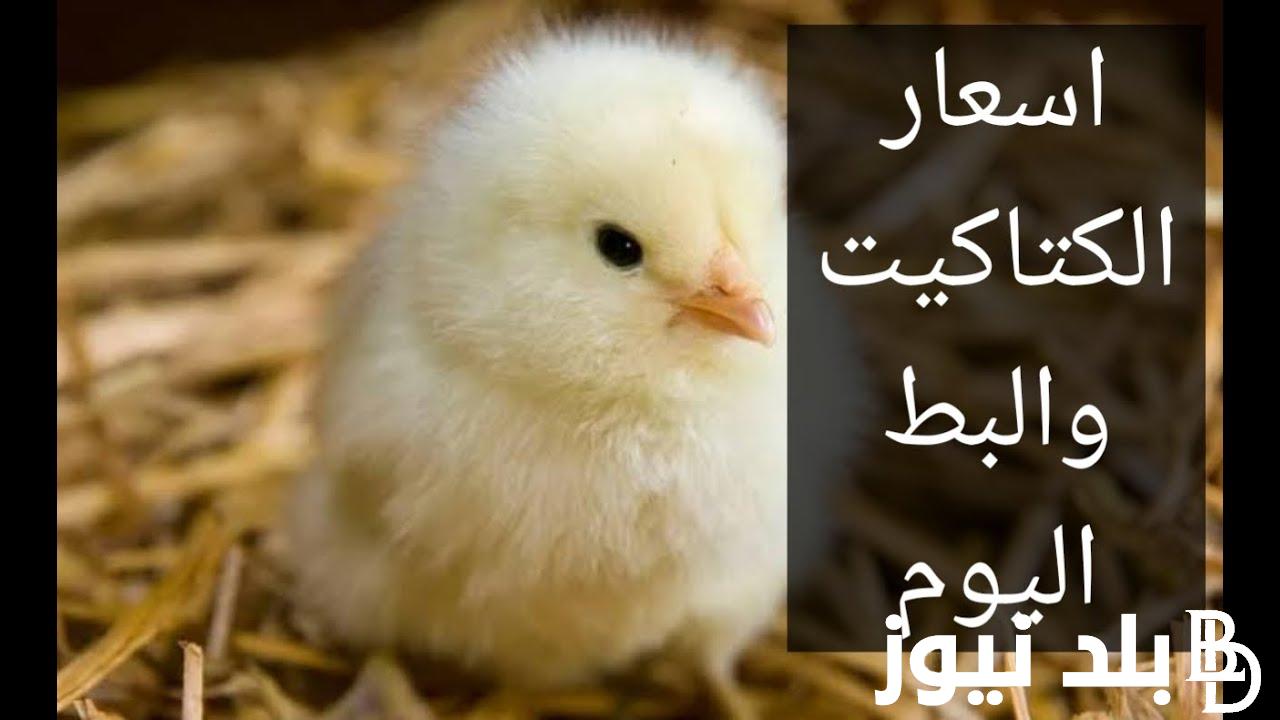 “بط وفراخ” اسعار الكتاكيت اليوم الأربعاء 3 أبريل 2024 في جميع الشركات