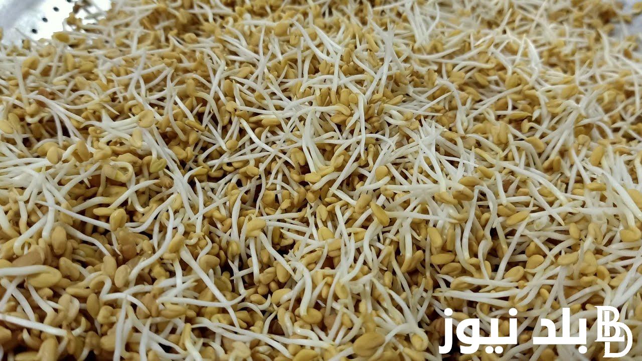 متى تؤكل الحلبة المنبتة | طريقة عمل الحلبة المنبتة بالصور.. تعرف علي فوائدها