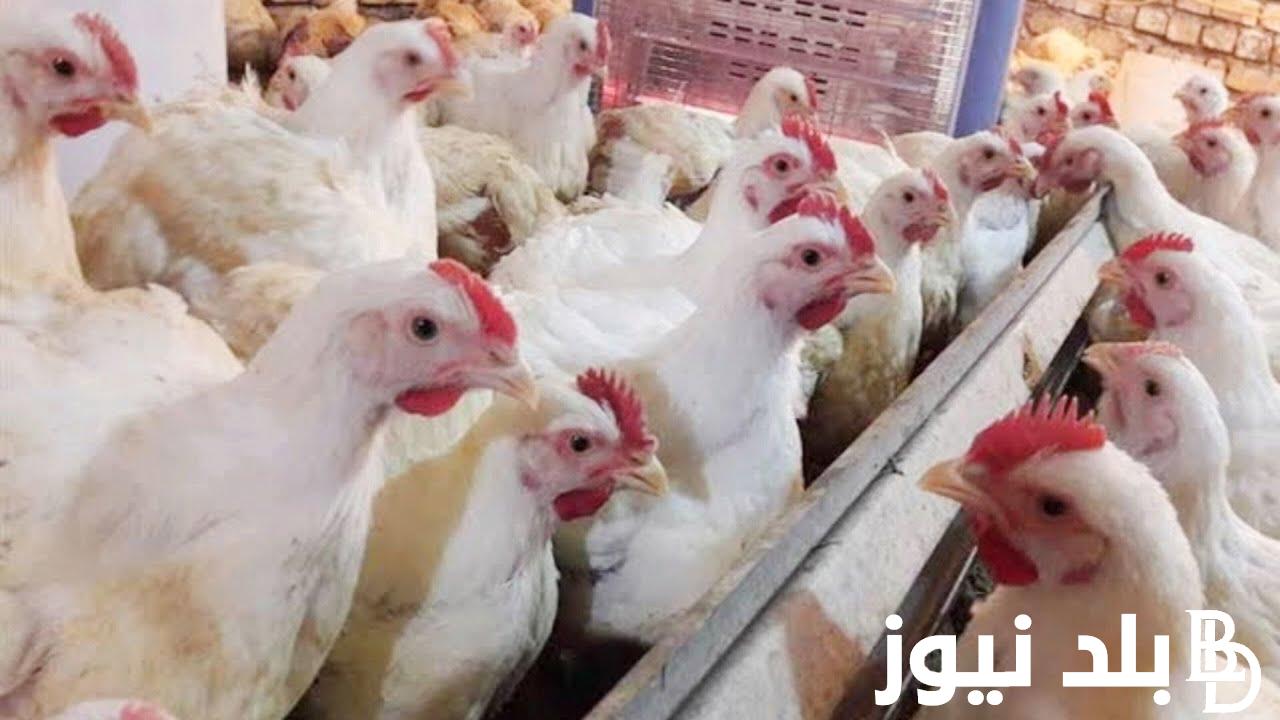 ننشر أسعار بورصة الدواجن اليوم الفراخ البيضاء الثلاثاء 23 ابريل 2024 في الاسواق والمحلات التجارية
