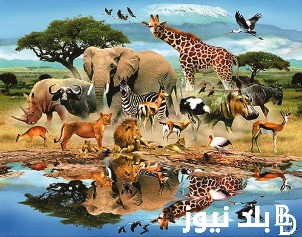 “عالم الحيوان” تردد قناة ناشيونال جيوغرافيك 2024 لمتابعة أجمل برامج الحيوانات بجودة HD