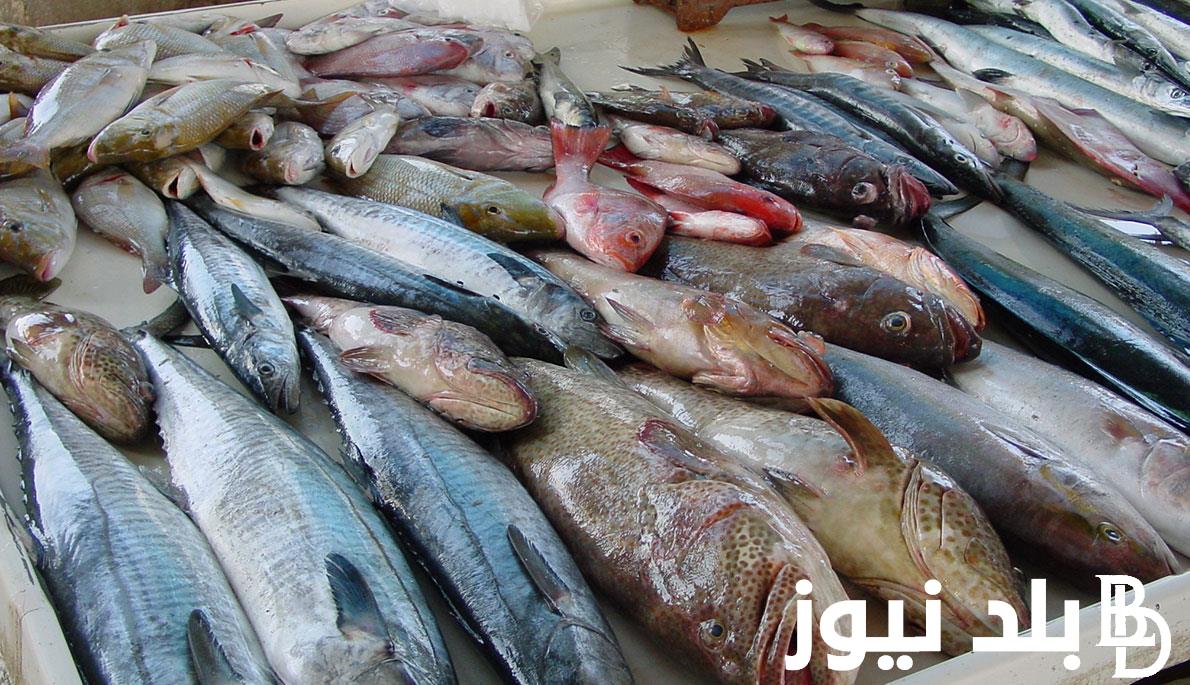 “كافة الانواع” اسعار السمك اليوم الخميس 25 ابريل 2024 في الاسواق المصرية للمستهلكين