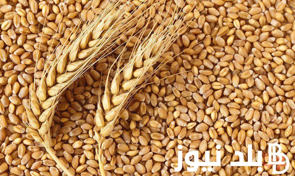 سعر القمح اليوم الاربعاء 3 ابريل 2024 في الاسواق المصرية واسعار الدقيق اليوم