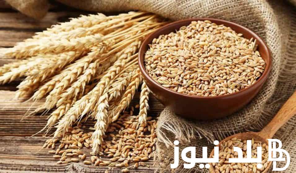 “موسم توريد القمح” سعر اردب القمح 2024 وفقًا لقرار وزارة التموين الجديد