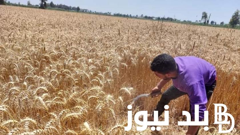 “الاردب بكام ” سعر اردب القمح اليوم الجمعة 3 مايو 2024 للمستهلكين والتجار في الاسواق المحليه