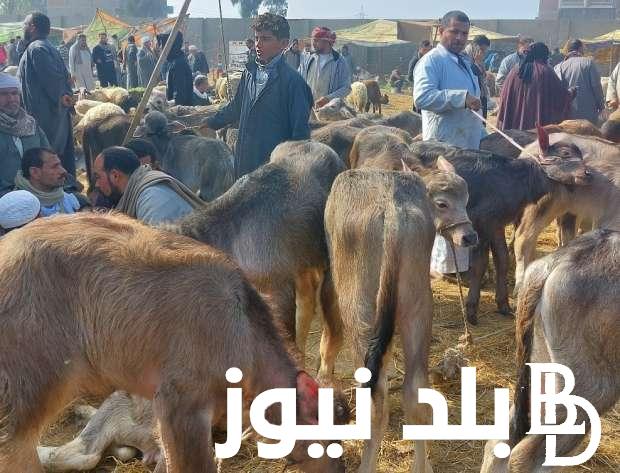ننشُر أسعار المواشي اليوم الثلاثاء 28 مايو 2024 في الأسواق بالمحافظات