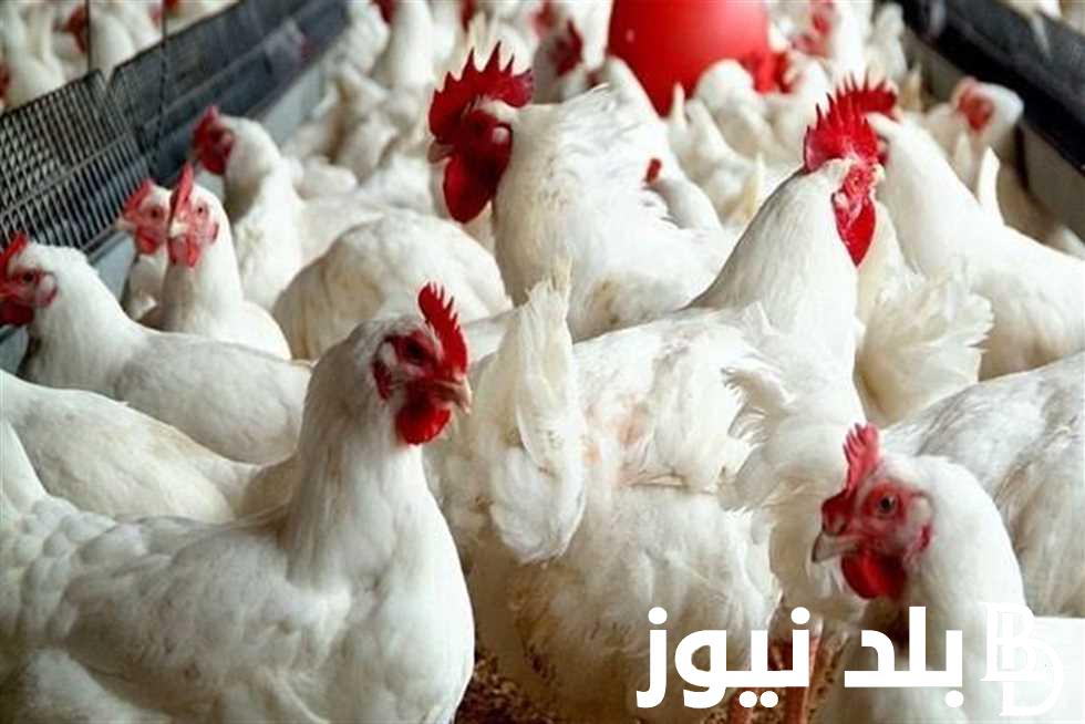 “اشتري وخزني يا ست الكل” بورصة الدواجن اليوم الفراخ البيضاء الاثنين 7 مايو 2024 في جميع الاسواق