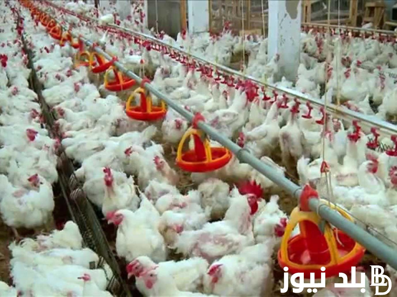 أسعار بورصه الدواجن اليوم الفراخ البيضاء الاربعاء 22 مايو 2024 للمستهلك في الاسواق