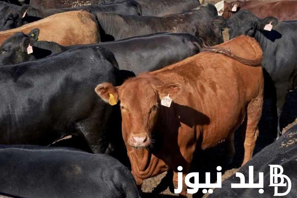 في جميع الاسواق سعر كيلو اللحم البقري قائم اليوم الاربعاء 29-5-2024 في اسواق الماشية