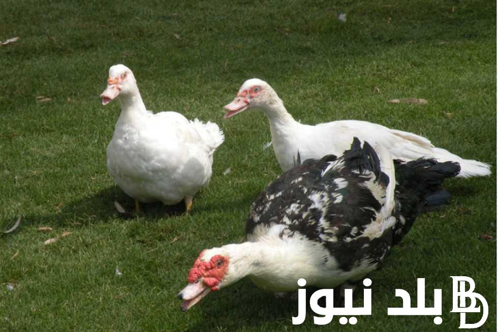 كم سعر كيلو البط المسكوفي اليوم الخميس 30 مايو 2024 في الاسواق المحلية