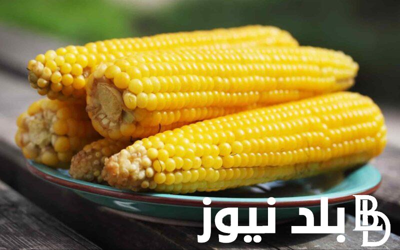 سعر طن الذرة الصفراء اليوم الإثنين 20 مايو 2024 في جميع الأسواق المحلية في مصر