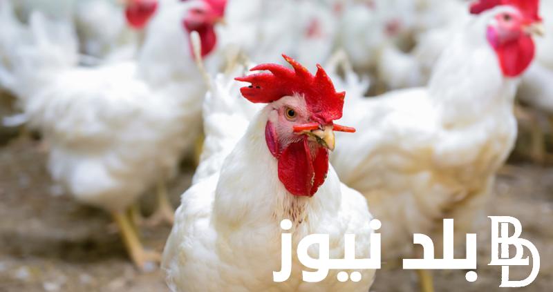 أسعار بورصة الدواجن اليوم الفراخ البيضاء الثلاثاء 14 مايو 2024 في جميع الأسواق