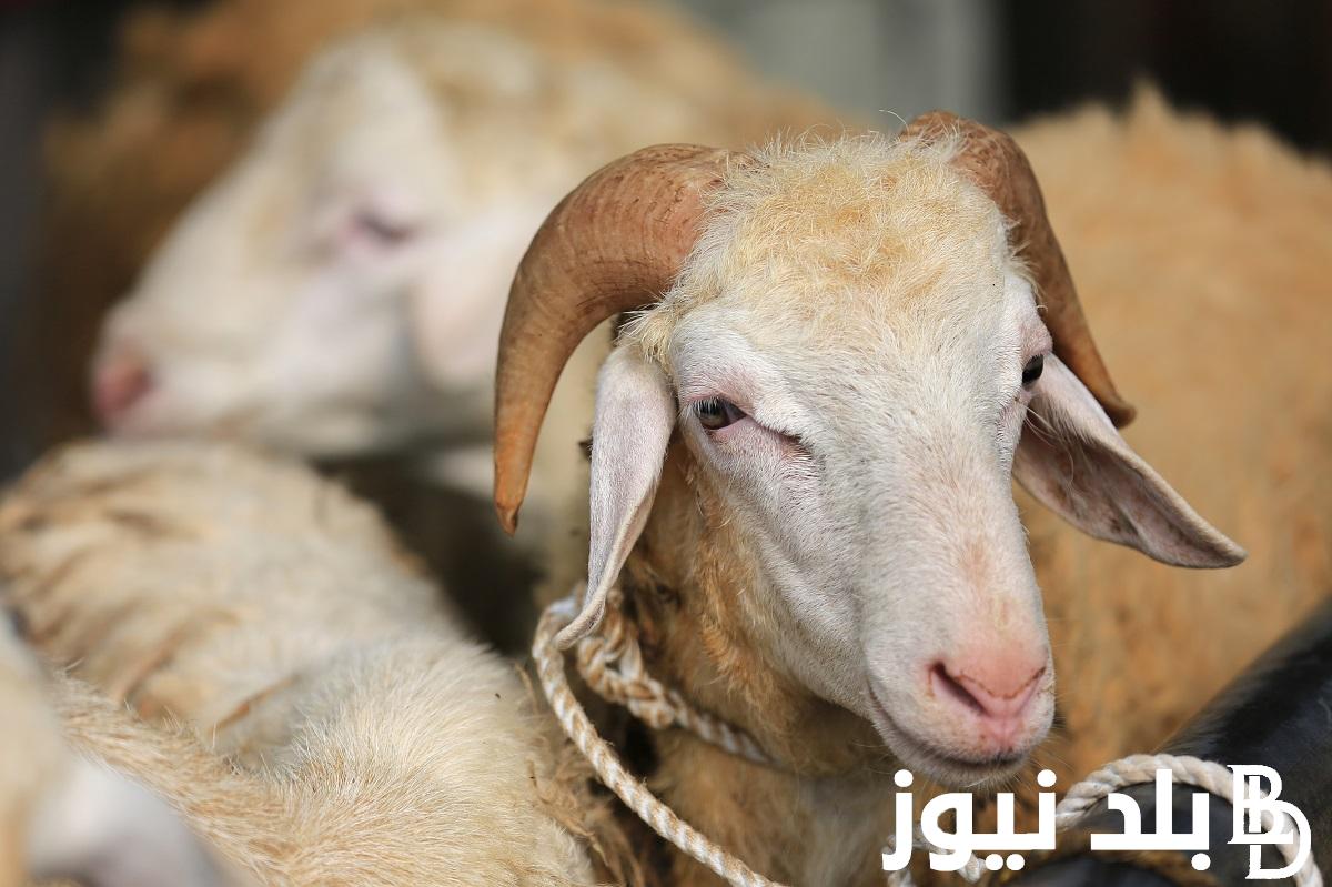 “قبل بدء الموسم” كم سعر الهدي في الحج 2024 وأسعار الاضاحي 1445
