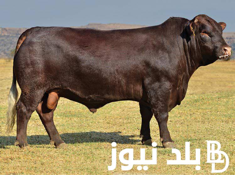 “إناث وذكور” سعر الكيلو العجول الجاموس قائم اليوم في مصر 2024 جميع الاوزان