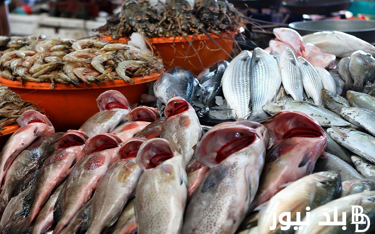 “بلطي ومكرونة” اسعار السمك اليوم الاحد 19 مايو 2024 للمستهلك في سوق العبور