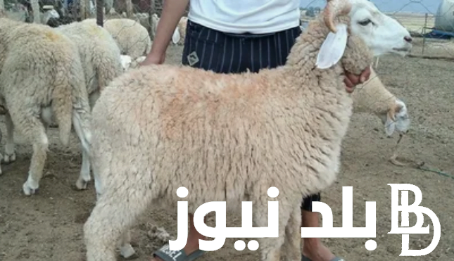 كم سعر الهدي في الحج 2024 اليوم الثلاثاء 21 مايو 2024 في السعودية