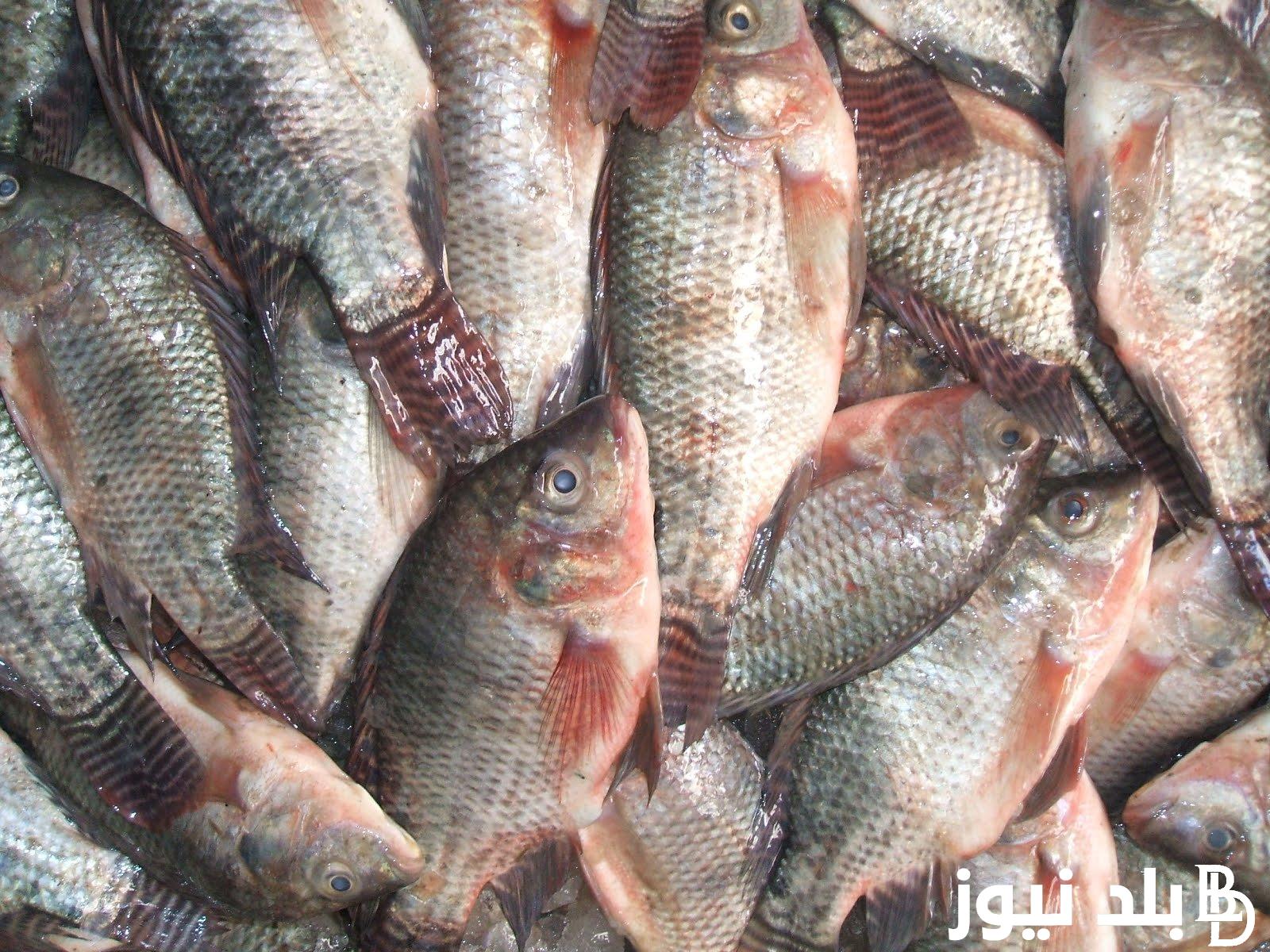 استقرار أسعار السمك اليوم البلطي الاحد 26 مايو 2024 في سوق العبور