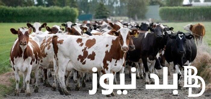 “قبل عيد الأضحى” .. سعر كيلو العجول والبقري قائم اليوم الثلاثاء 7 مايو في الأسواق المصرية بعد انخفاض سعر«الجاموس»