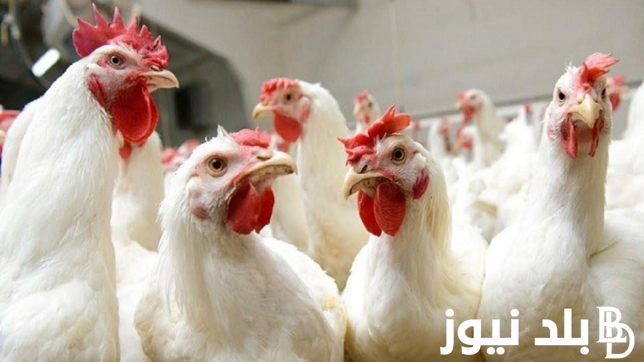 “أمهات وساسو” بورصه الدواجن اليوم الفراخ البيضاء الاثنين 27 مايو 2024 للمستهلك في الاسواق