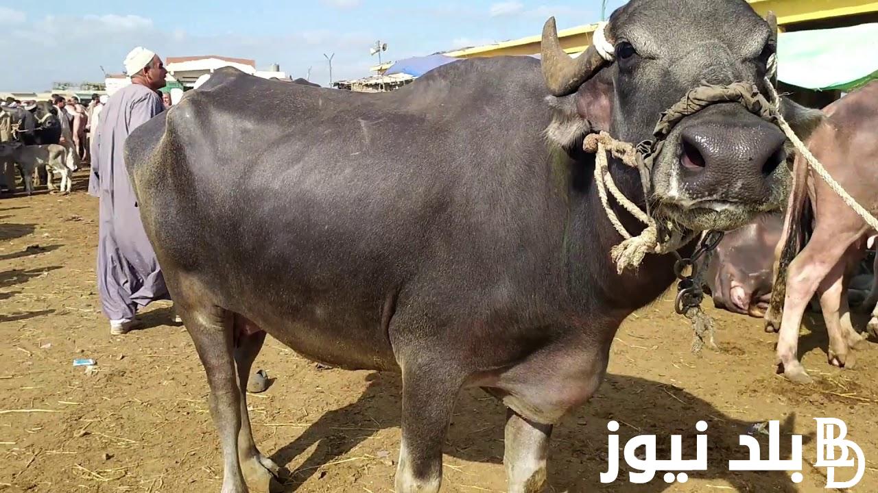 “العجل بكام” سعر العجول البقري قائم اليوم 2024 في مصر بجميع الاوزان