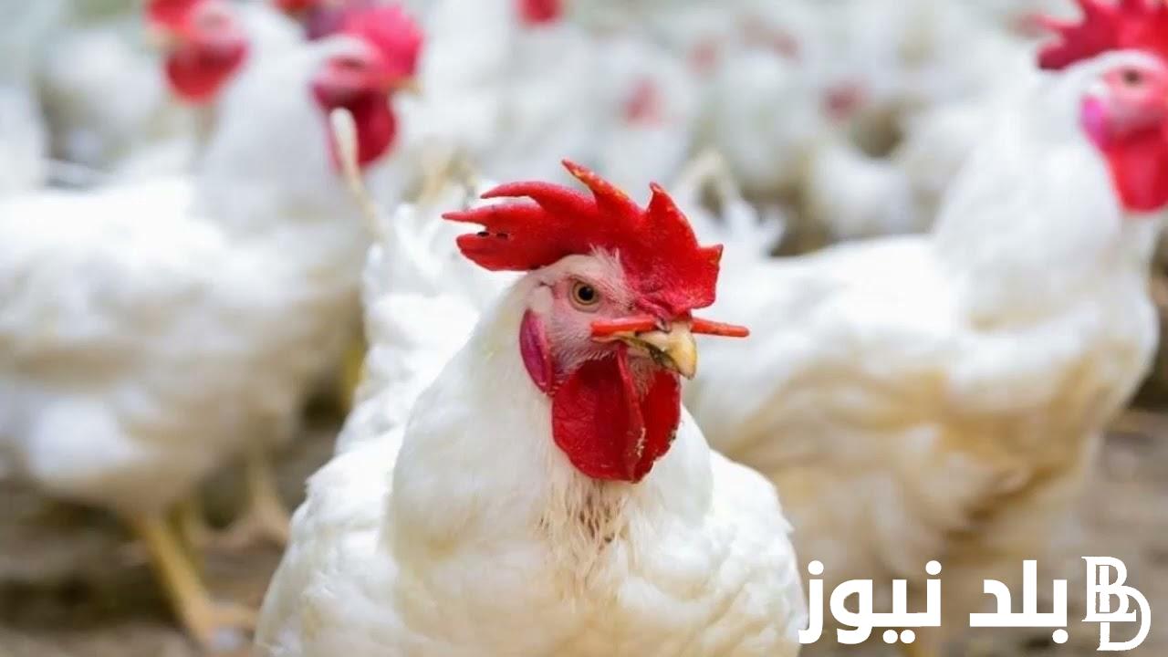“اشتريلك فرختين”.. اسعار الفراخ بورصة الدواجن اليوم الثلاثاء 28 مايو 2024 للتجار والمستهلكين