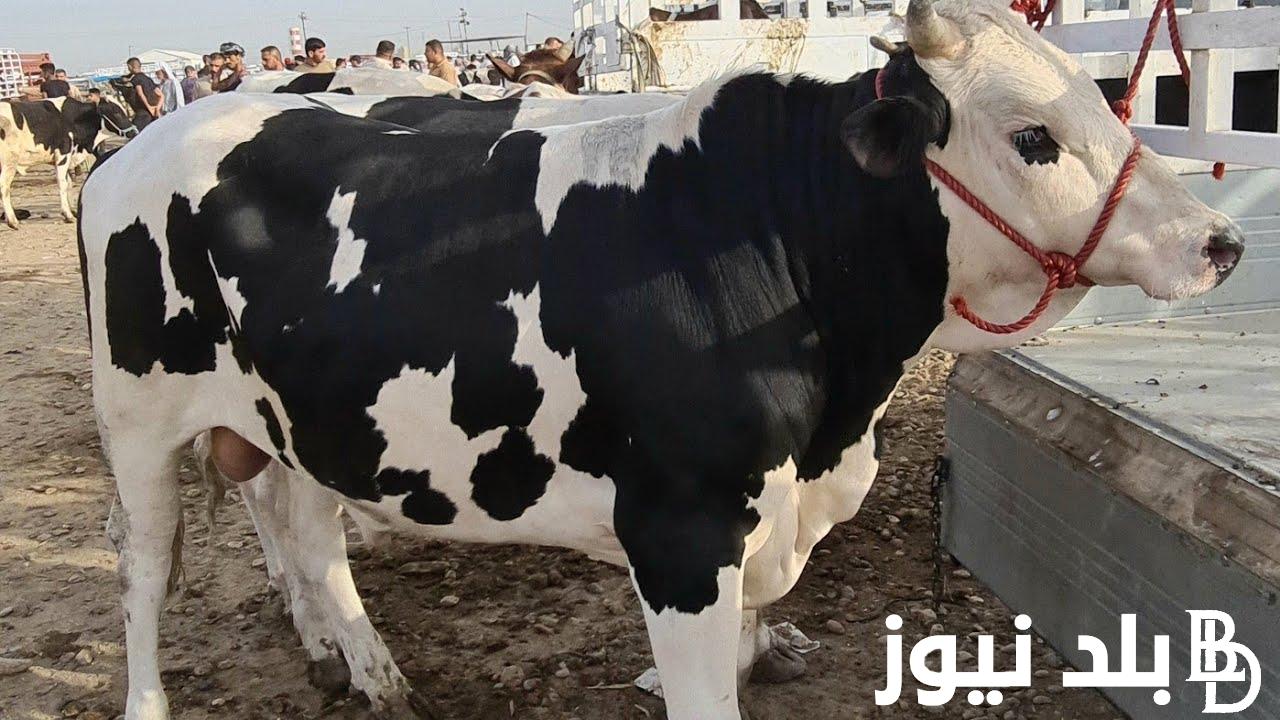 “كبير وصغير” سعر كيلو اللحم البقري قائم اليوم الخميس 30 مايو 2024 بكل الأسواق التجارية