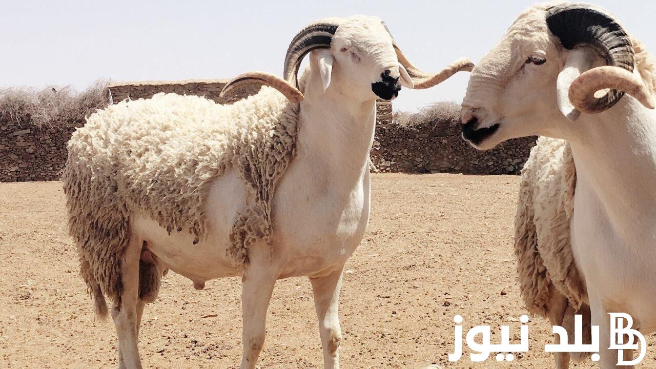 مفاجأة في سعر الخروف اليوم الاربعاء 15 مايو 2024 في جميع الاسواق