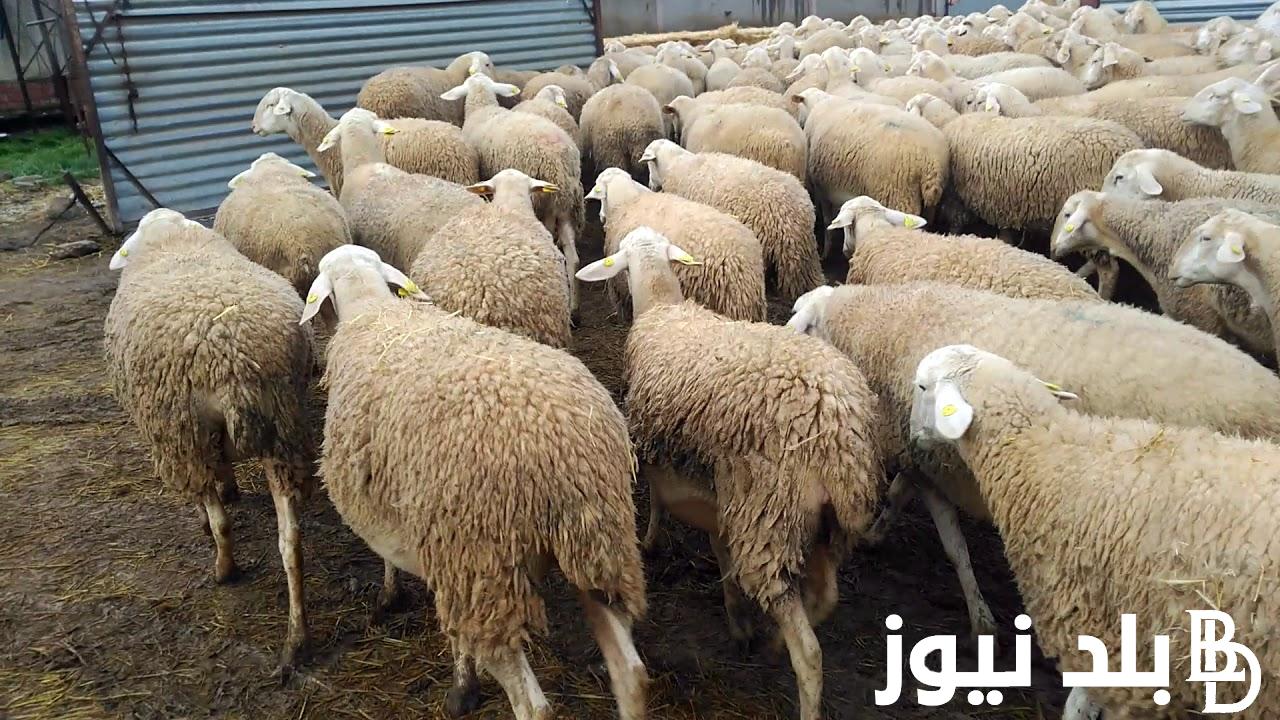 “أعرف الأضحية بكـام؟” سعر كيلو الخرفان قائم اليوم الخميس 23 مايو 2024 مع اقتراب عيد الاضحي المبارك للمستهلك في مصر